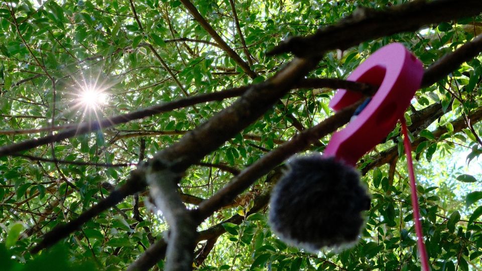 A pink mic suspended high in a tree canopy