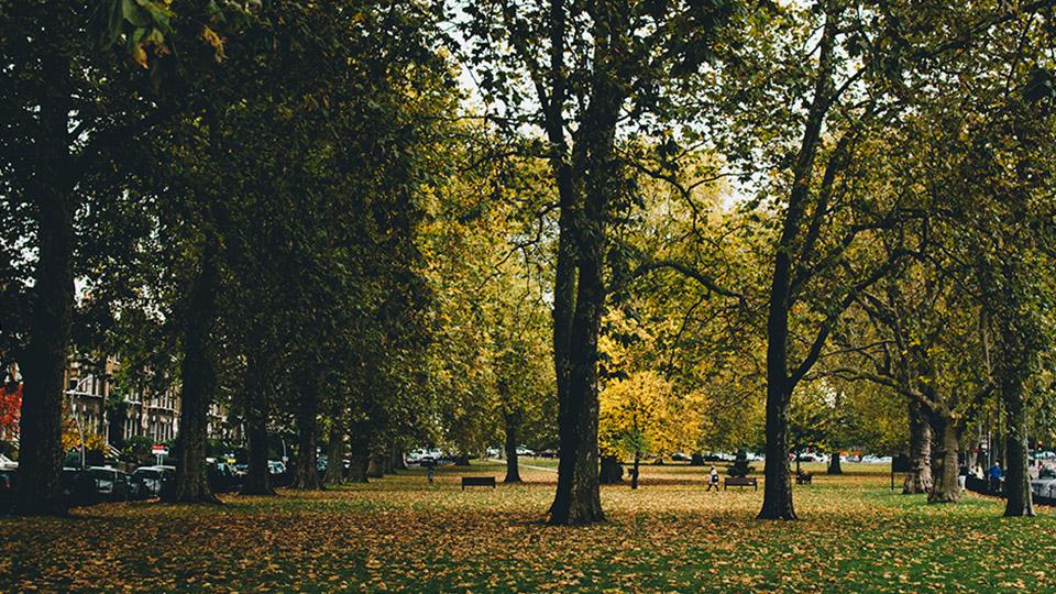 A field surrounded by trees