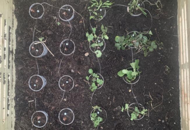 View from above of all the pots planted in a grid.