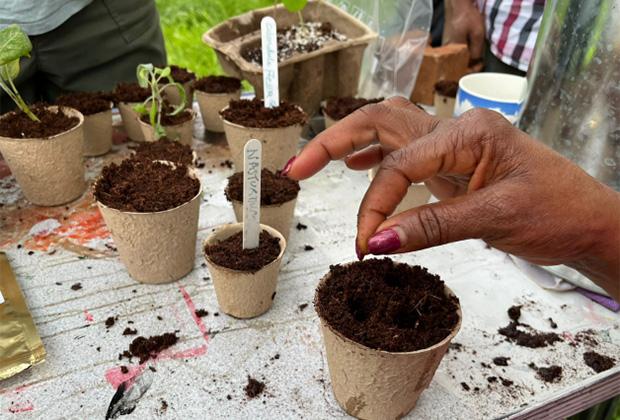 Seeds and seedlings in pots ready to be put in the ground