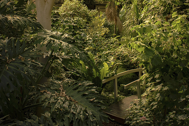 Bridge surrounded by greenery in the Barbican Conservatory